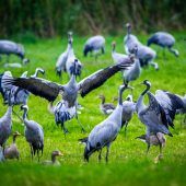 Tiere vom All aus im Blick