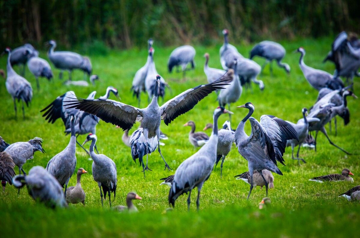 Eine Schar Graukraniche. Mit Icarus können die Bewegungsdaten von Wildtieren nahezu in Echtzeit verfolgt werden.⇒AFP