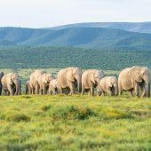 Addo Elephant National Park