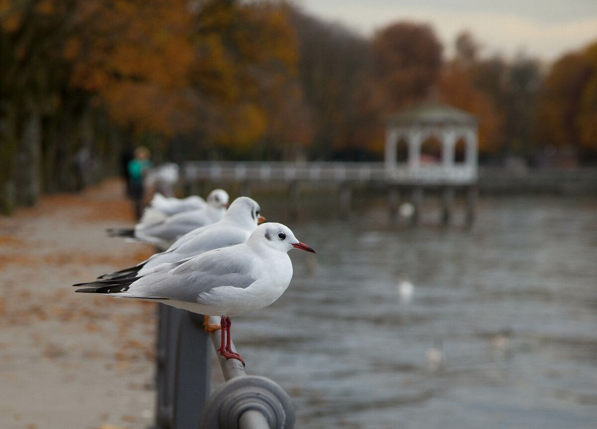 Vogelgrippe