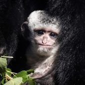 Weiterer Zuchterfolg