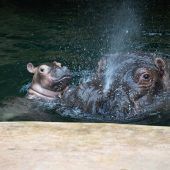 Baby-Hippo getauft