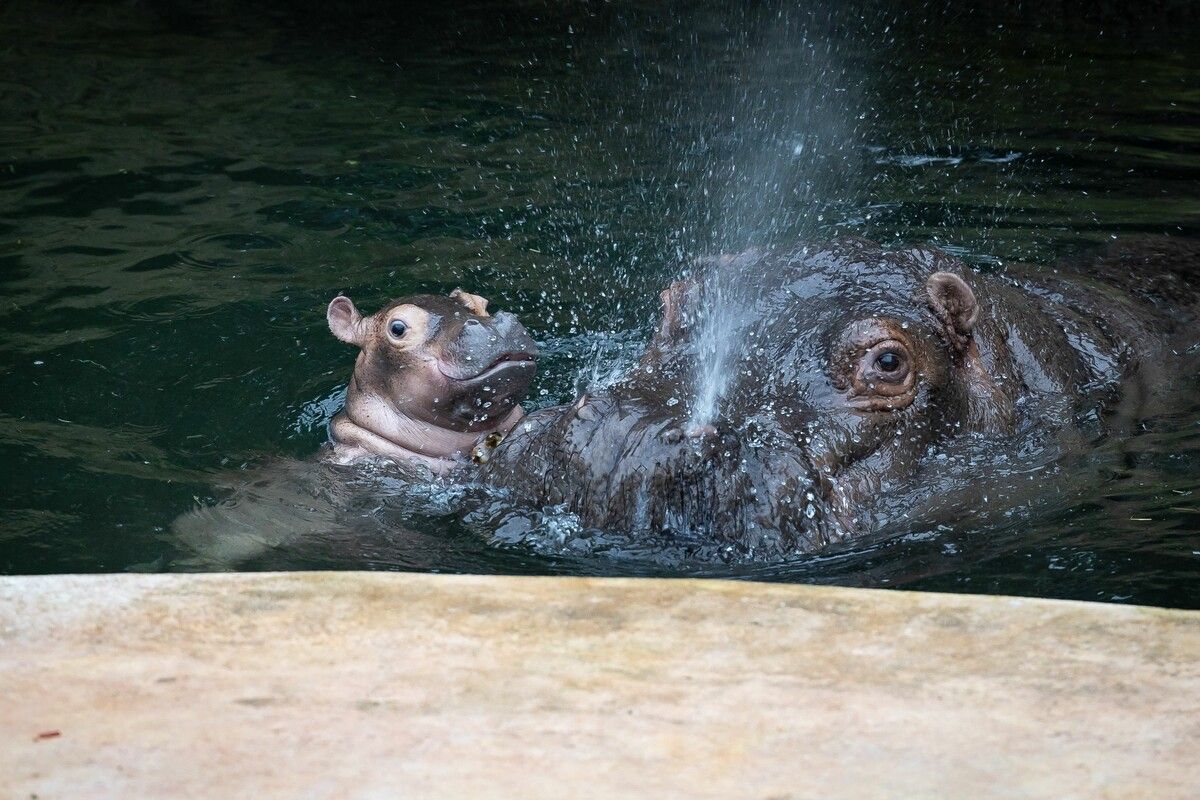 Baby-Hippo getauft
