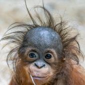 Rettung der Orang-Utans