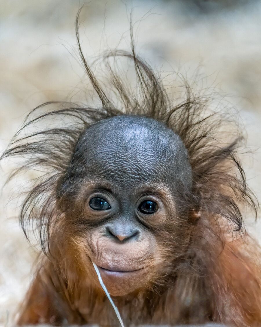 Rettung der Orang-Utans