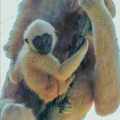 Kleiner ­Gibbon
