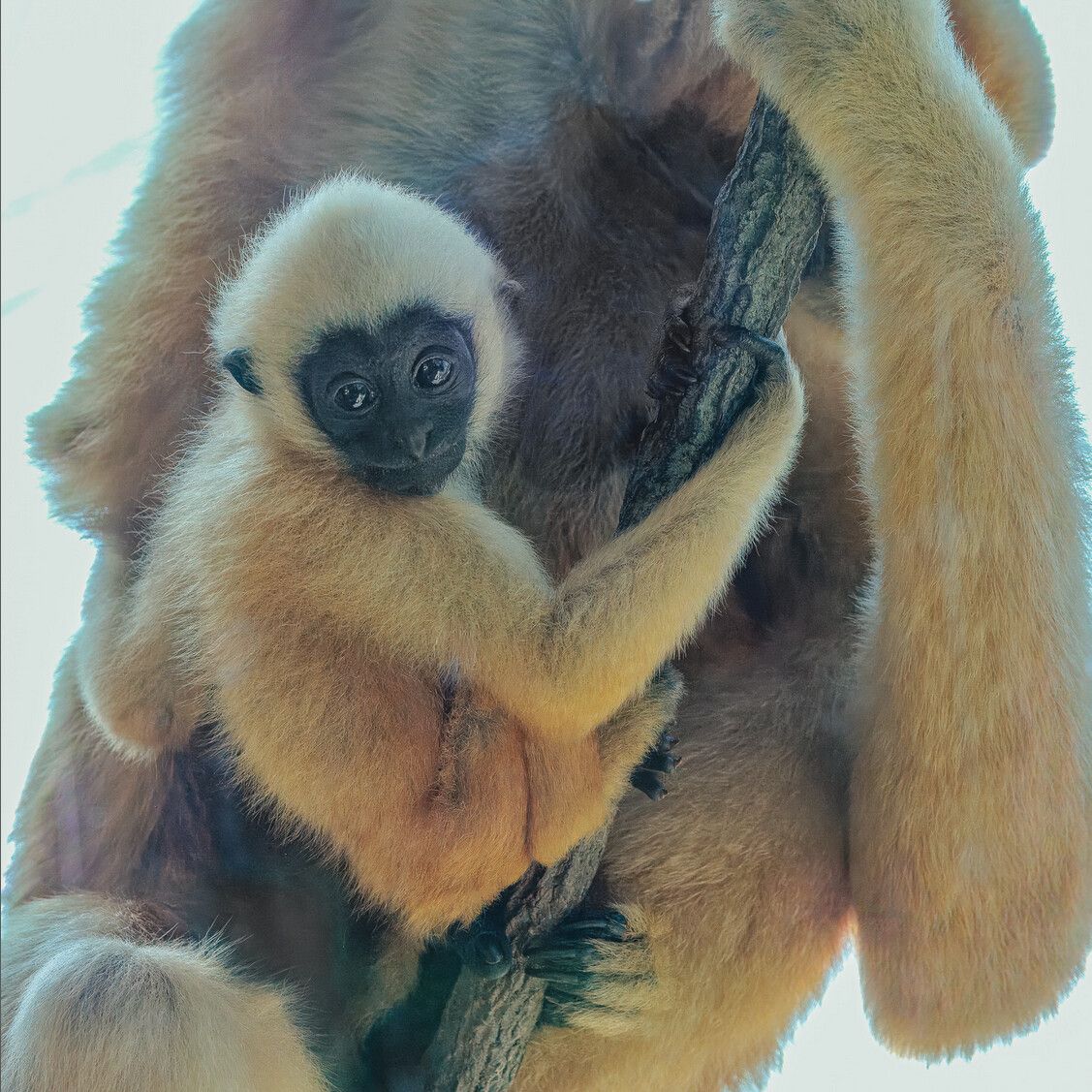 Kleiner Gibbon