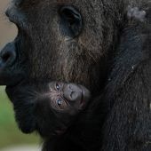 Kleines Gorillababy