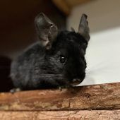 Vierbeiner sehnen sich nach einem schönen Plätzchen
