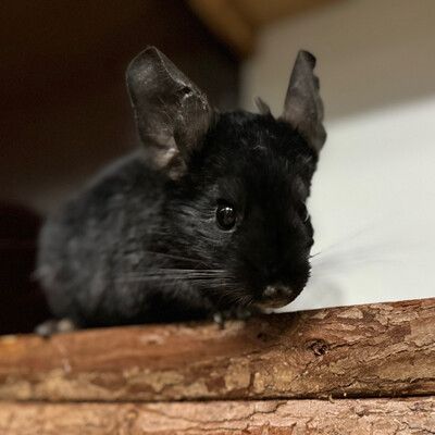 Vierbeiner sehnen sich nach einem schönen Plätzchen