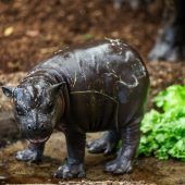 Kleines „Mäuschen“