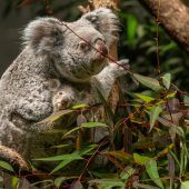 Nachwuchs bei Koalas