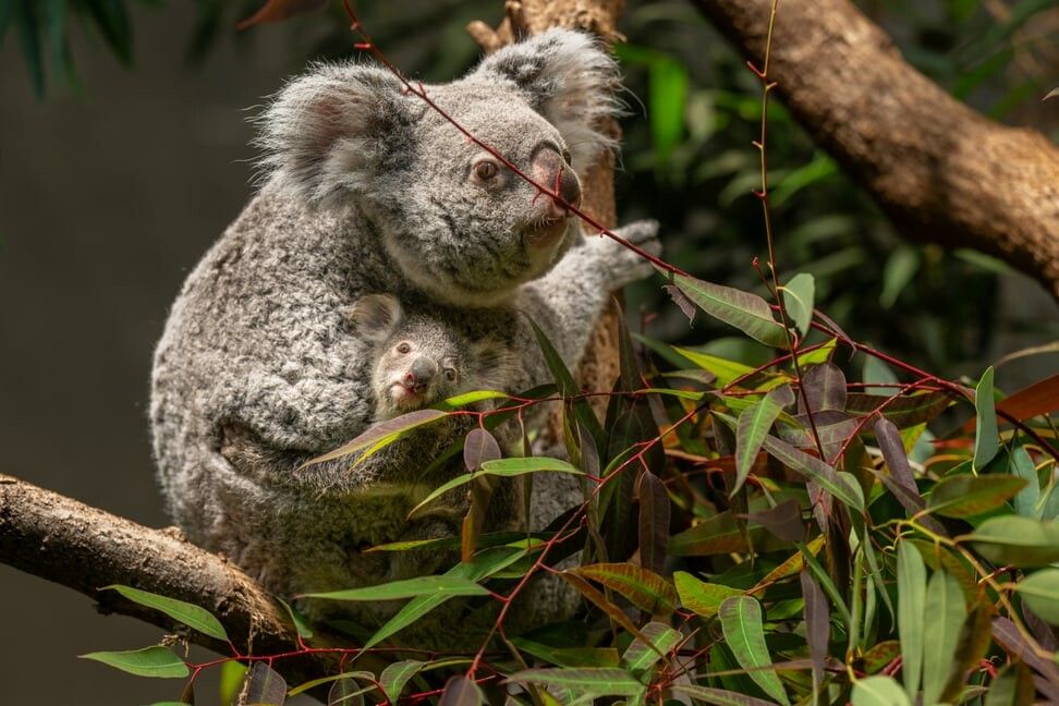 Nachwuchs bei Koalas