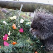 Stachelige Weihnacht