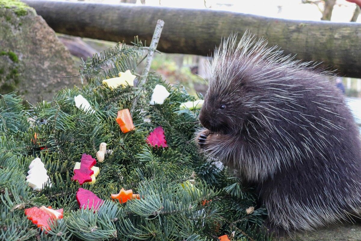Stachelige Weihnacht