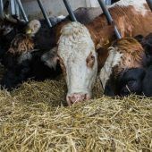 55 Rinder auf Bregenzerwälder Hof wegen TBC-Häufung getötet