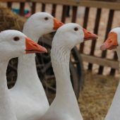 Vogelgrippe in Vorarlberg