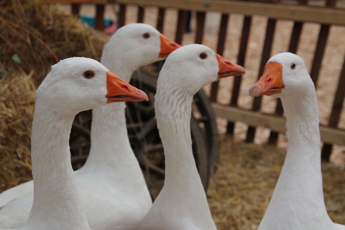 Gans, Ente und Huhn müssen vor der Vogelgrippe geschützt werden.⇒VOL