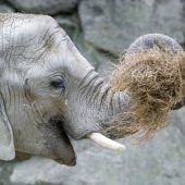 Heu ist das liebste Futter