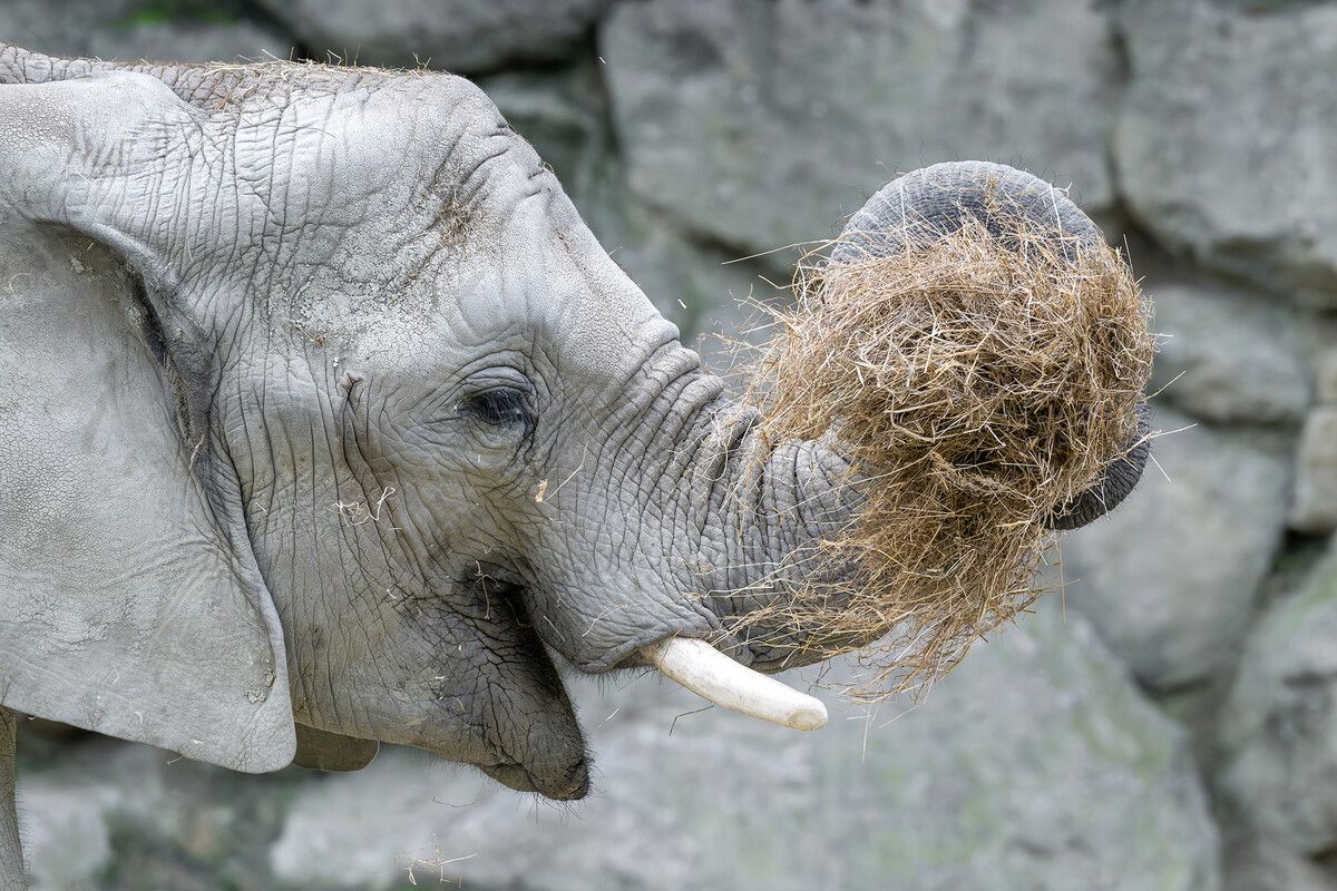 Heu ist das liebste Futter im Tiergarten Schönbrunn, bilanzierte der Zoo kurz vor dem Jahreswechsel. Heuer waren es 300 Tonnen. ⇒APA/TIERGARTEN SCHÖNBR./DANIEL ZUPANC