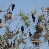 Drohneneinsatz gegen gefräßigen Fischräuber