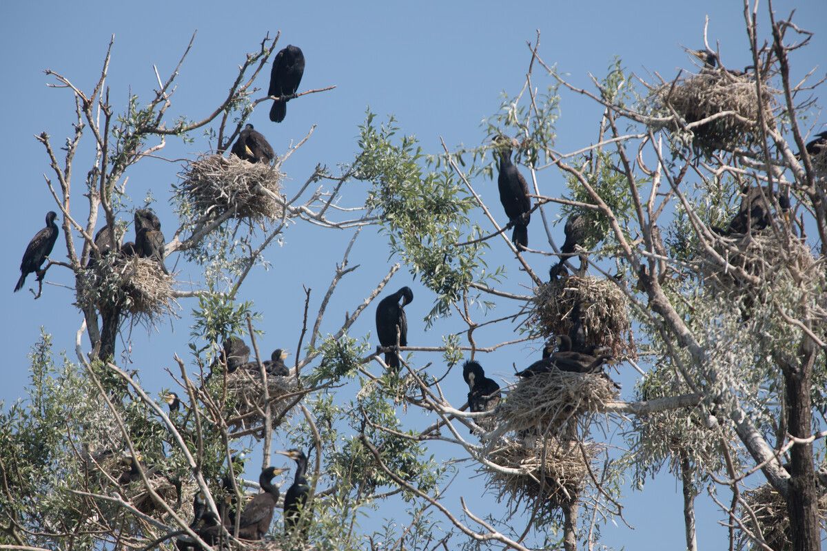 Seit Jahren wird um die richtige Vorgehensweise gegen die steigende Kormoranpopulation rund um den Bodensee gerungen. ⇒VN/Hart.