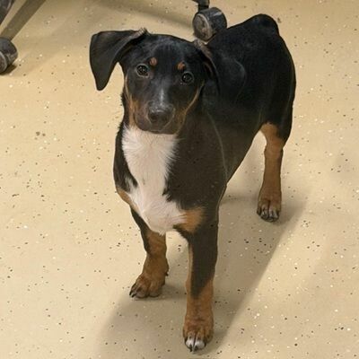 Wer kennt mich? Ich habe mich in Wolfurt verirrt.