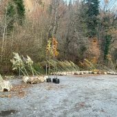 200 neue Bäume in Dornbirn