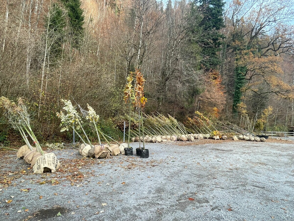 Zahlreiche Bäume sollen das Stadtbild verschönern und das Klima verbessern.⇒ →⇒stadt dornbirn