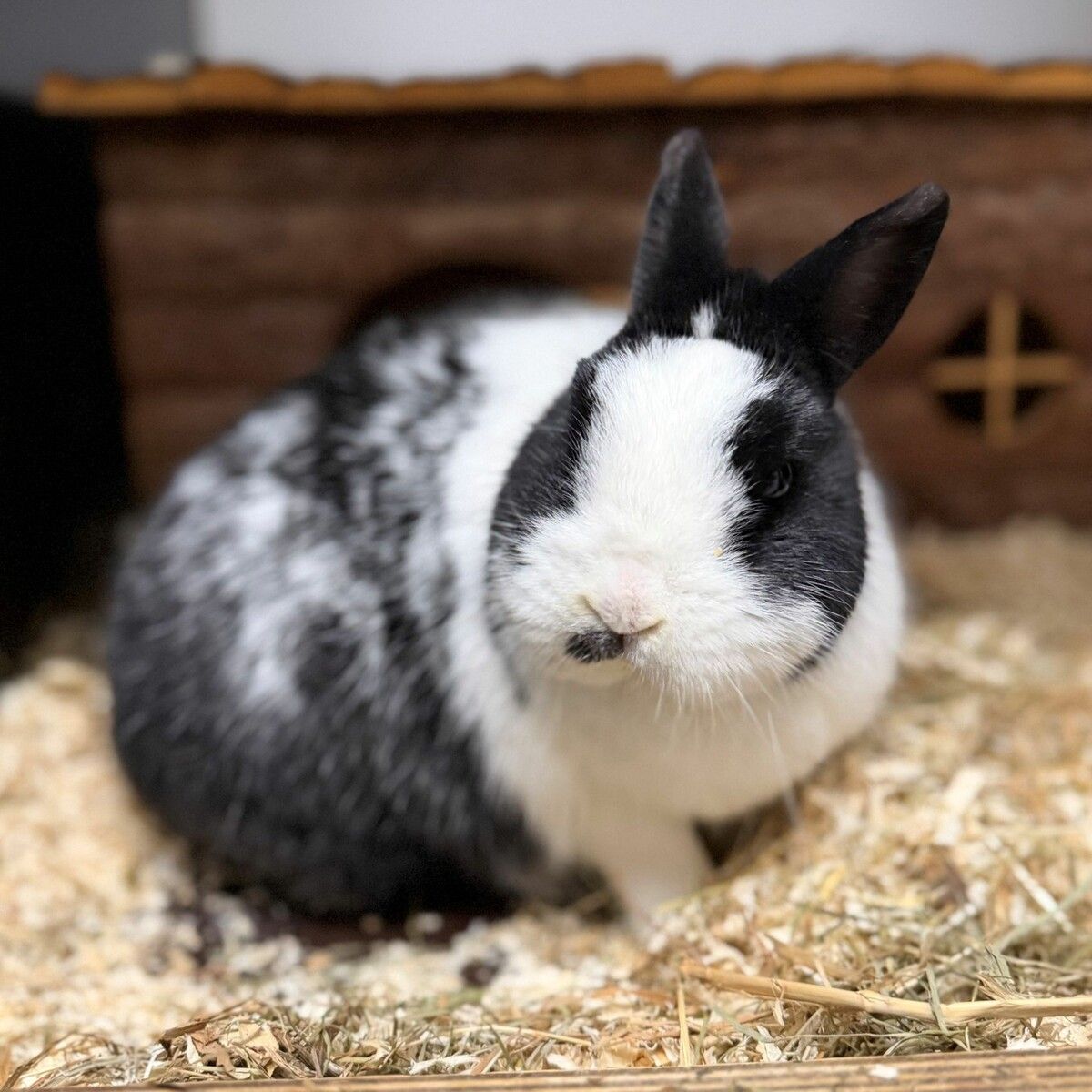 Ajax ist es gewohnt, im Freien zu tollen.