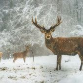 Die säumigen Waidmänner