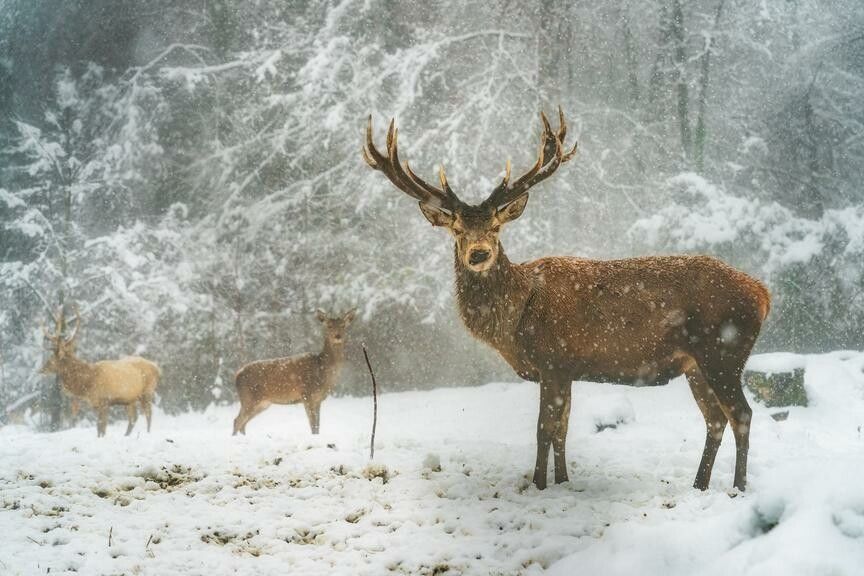 Das Rotwild überträgt den TBC-Erreger. Daher muss die Zahl dieser Wildtiere dramatisch reduziert werden. ⇒vn/ Stiplovsek