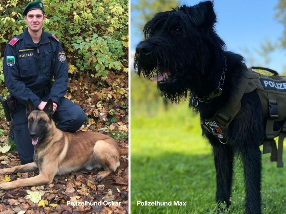 Die beiden Polizeihunde Oskar und Max spürten in Feldkirch sowohl den Verdächtigen als auch Beweismittel auf. ⇒Polizei Vorarlberg