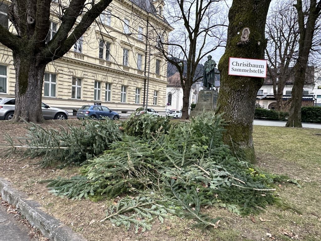 Die Christbaum-Sammelstelle an der Seestraße in Bregenz. ⇒VOL.AT/Mayer