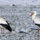 Das Leiden der Störche