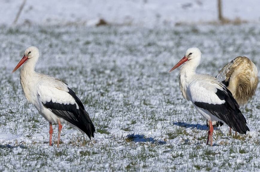 Die Futtersuche auf dem gefrorenen Boden gestaltet sich schwierig. Bei viel Schnee wird’s noch schwieriger.