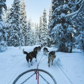 Mit Langlaufskiern zur Husky-Schlittenfahrt