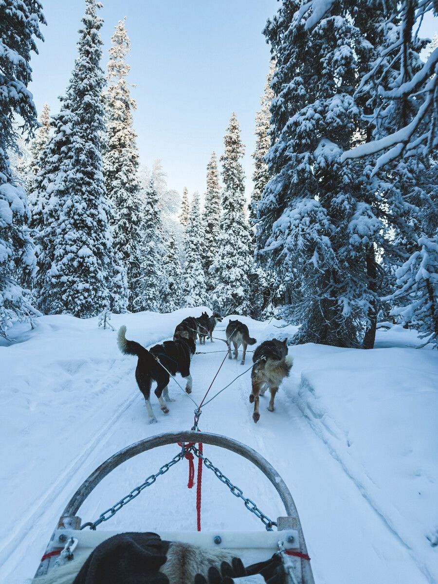 Die Hunde haben viel Energie und lieben es, durch den Schnee zu rennen.⇒Beate Rhomberg