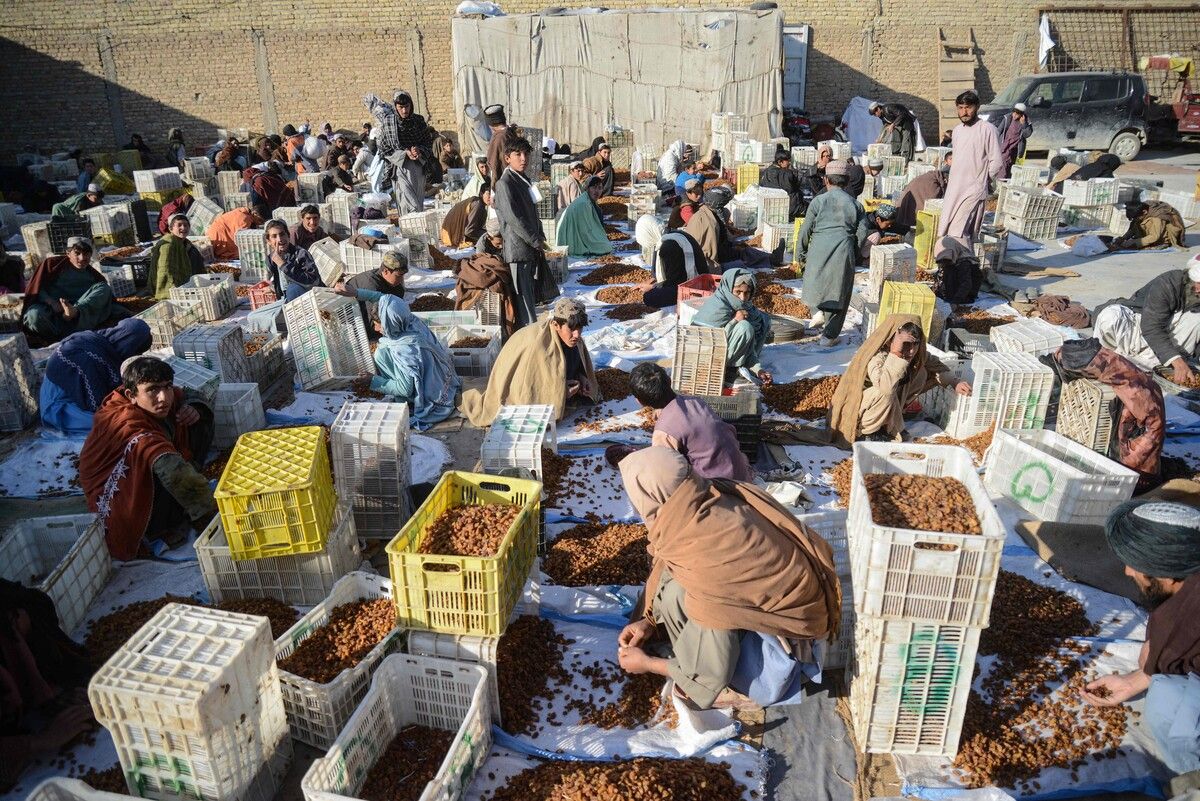 Diese Arbeiter sortieren in Kandahar Rosinen.