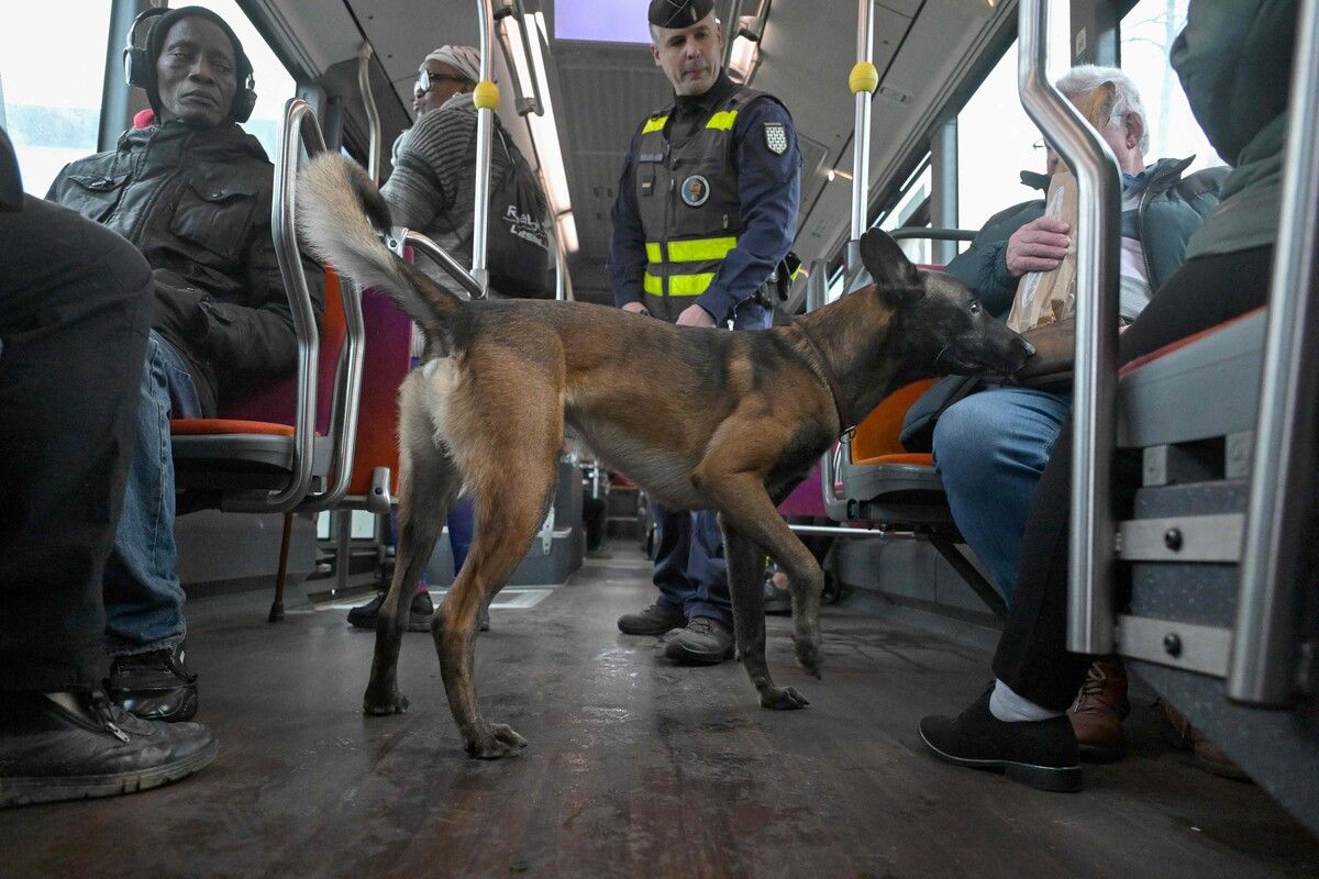 Ein Hundeführer der französischen Gendarmerie und sein Malinois-Hund nehmen an einer Drogenkontrollaktion in einem Bus in Vezin-Le-Coquet, einem Vorort von Rennes in Westfrankreich, teil. AFP (5)