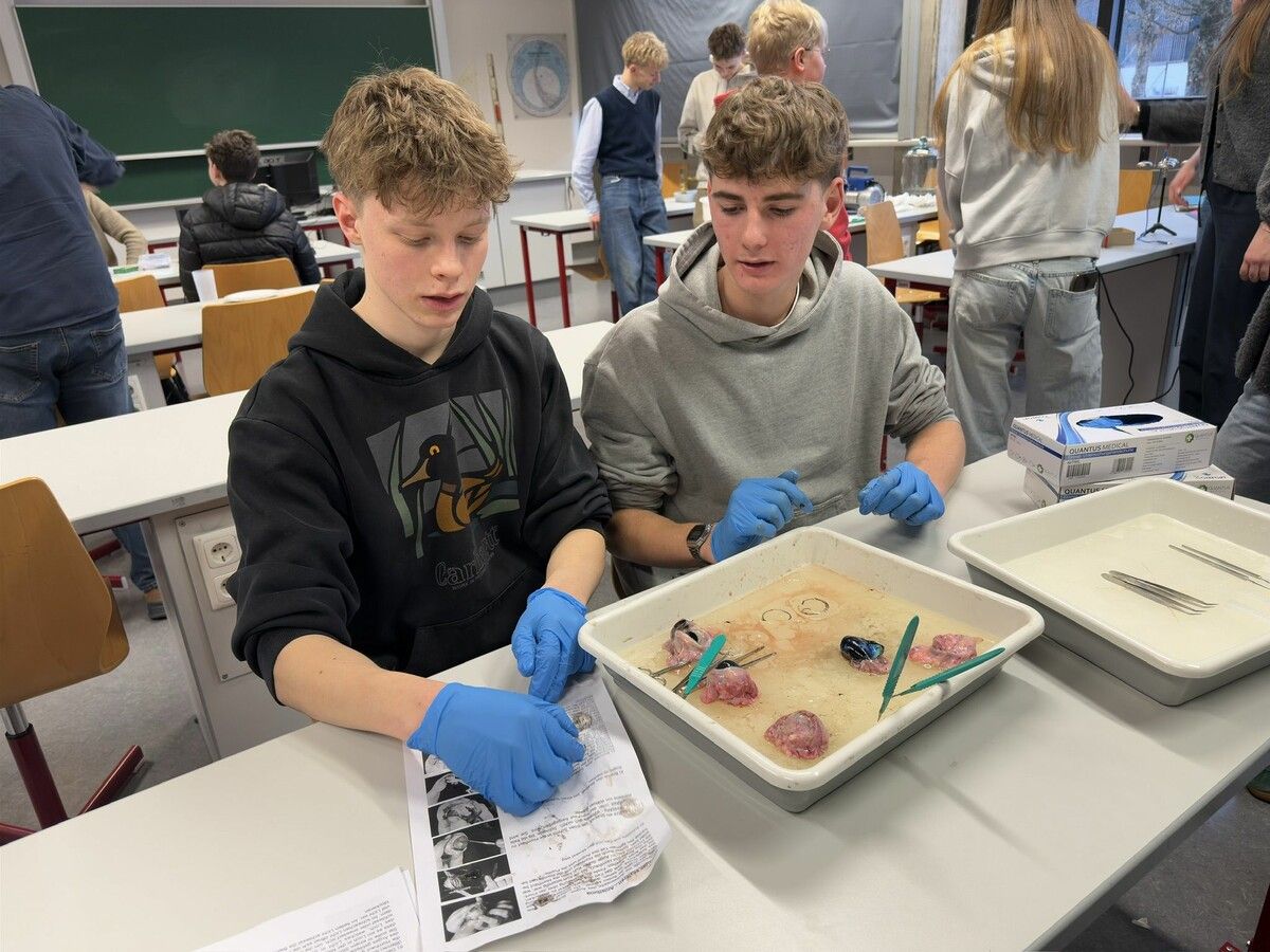 Faszinierendes Sezieren wird in Biologie gezeigt.⇒me (3)