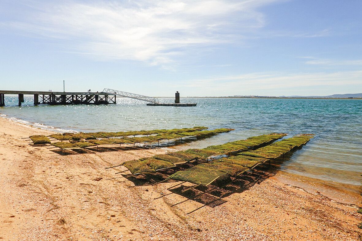 Muscheln, Austern und harte Arbeit