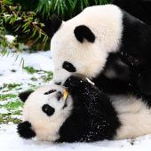 Verspielte Pandas
