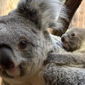 Namenloses Koala-Baby