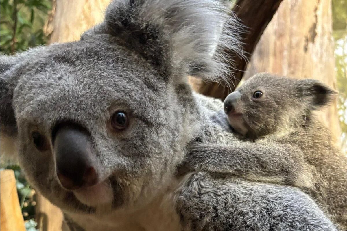 Namenloses Koala-Baby