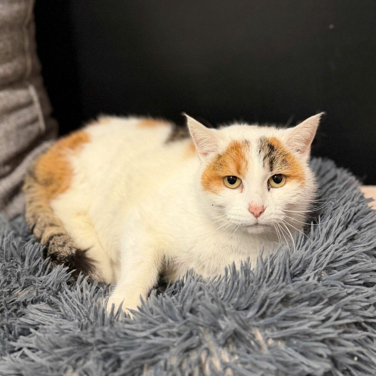 Dusty möchte neue Abenteuer erleben