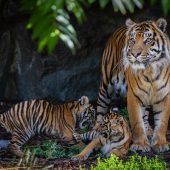 Gestreifter Nachwuchs