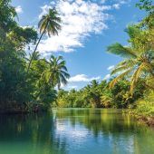 Über den Regenwald schweben
