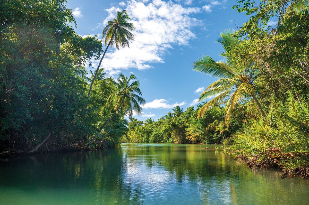 Über den Regenwald schweben