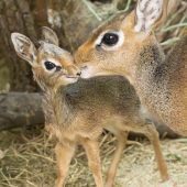 Niedlicher Nachwuchs